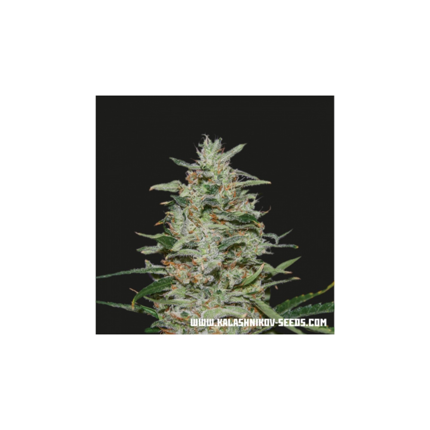 White Russian Og de Kalashnikov Seeds
