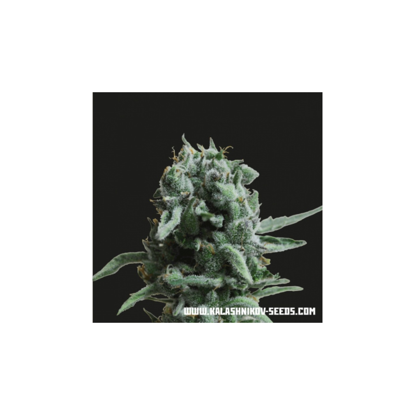 White Widow 47 de Kalashnikov Seeds