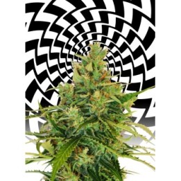Amnesi-K Lemon de Kannabia Seeds