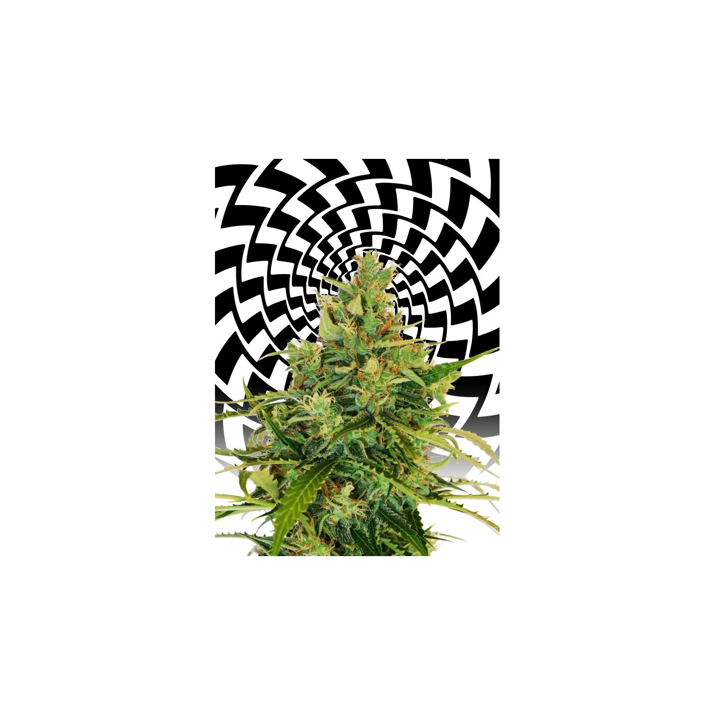 Amnesi-K Lemon de Kannabia Seeds