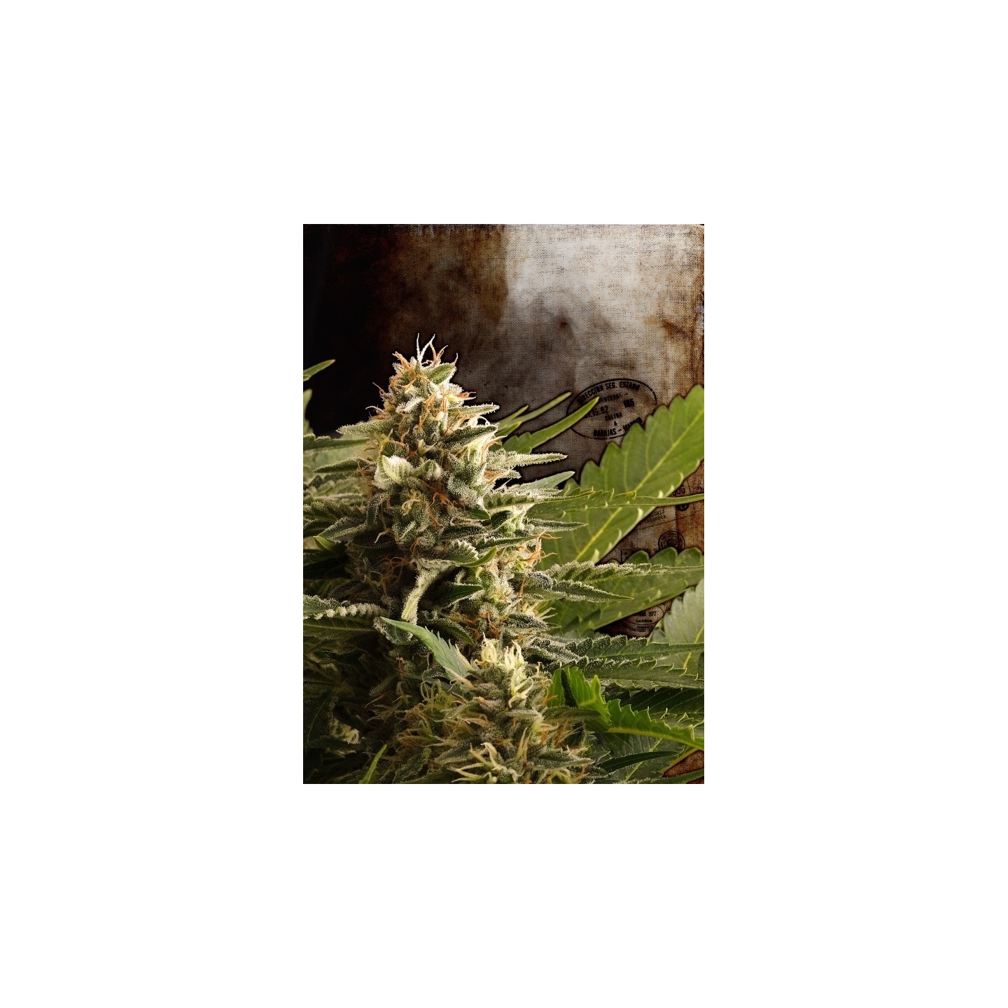 Colombian Jack de Kannabia Seeds