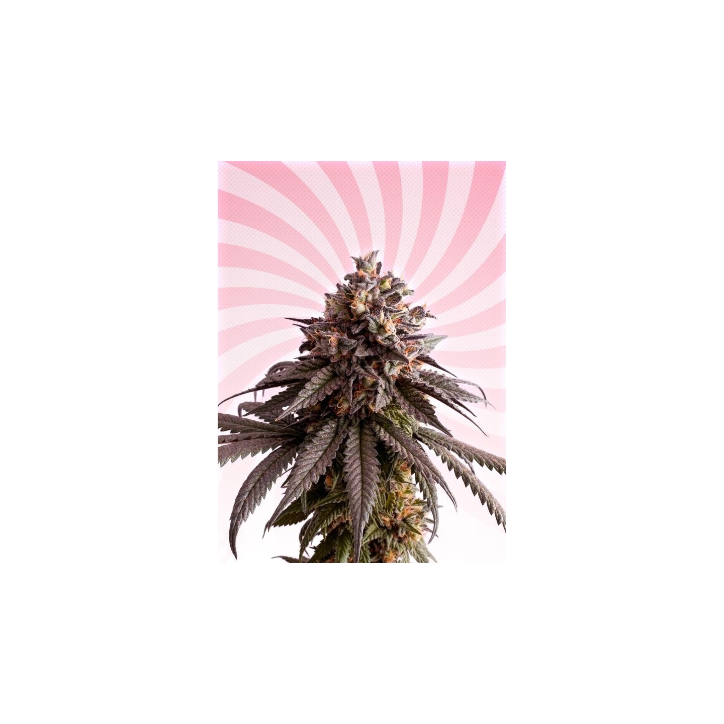 Gelato-k de Kannabia Seeds