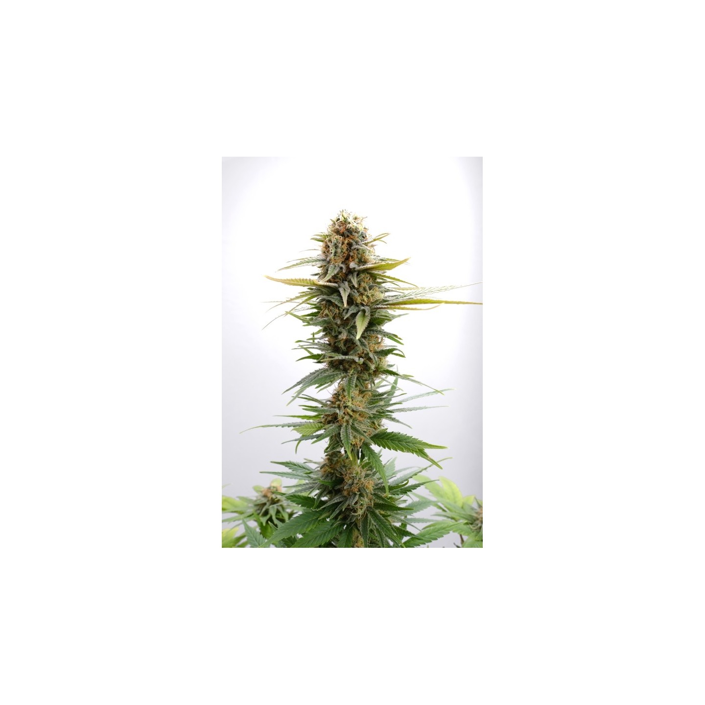 Gsc de Kannabia Seeds