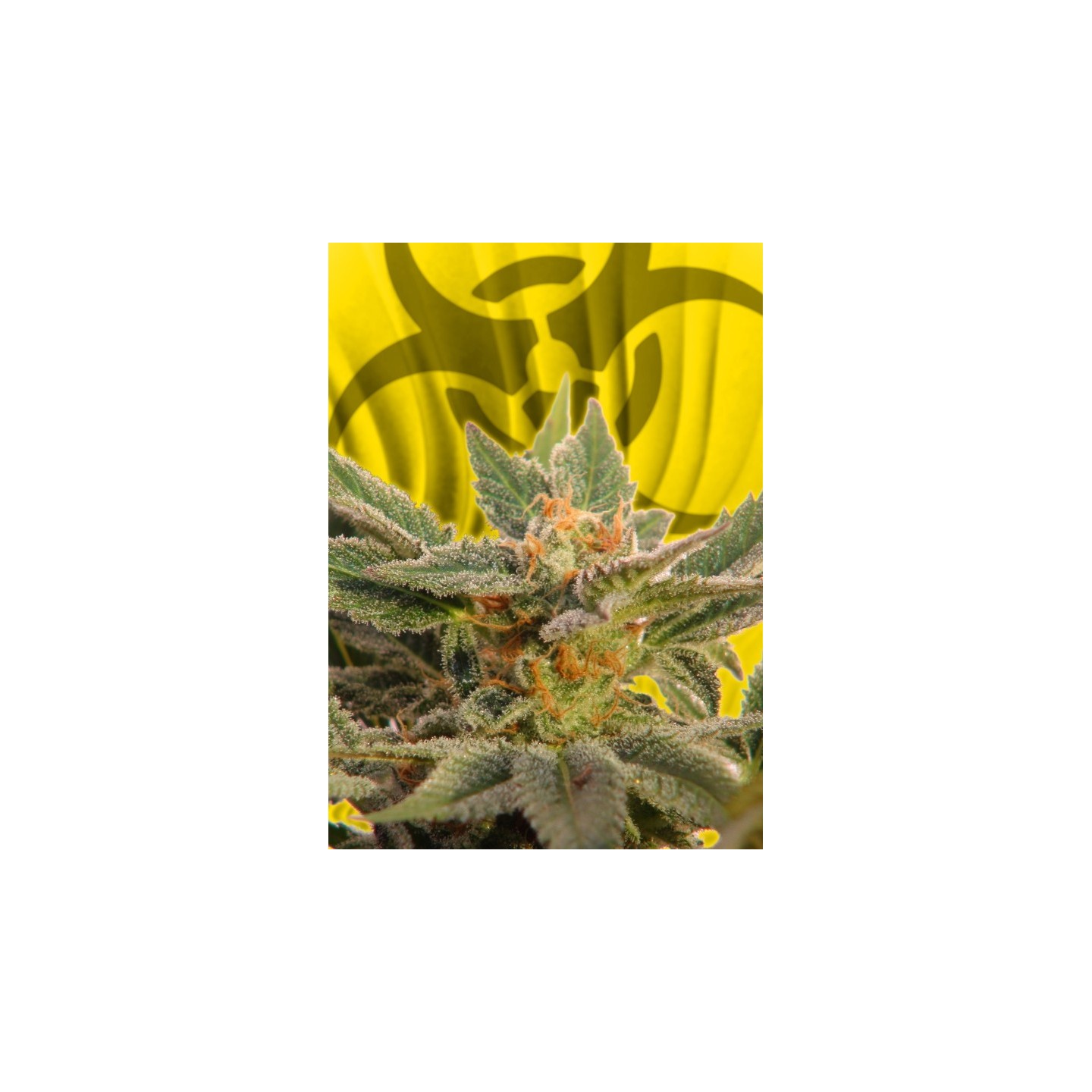 Kritic Auto de Kannabia Seeds