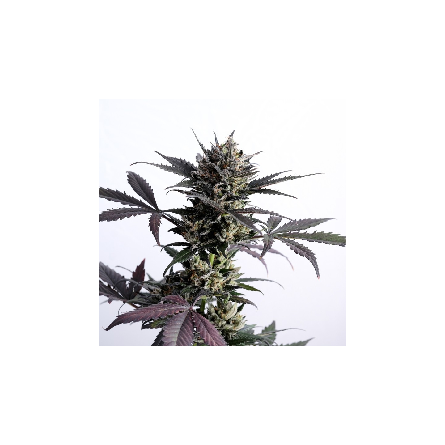 Lemon Haze Auto de Kannabia Seeds