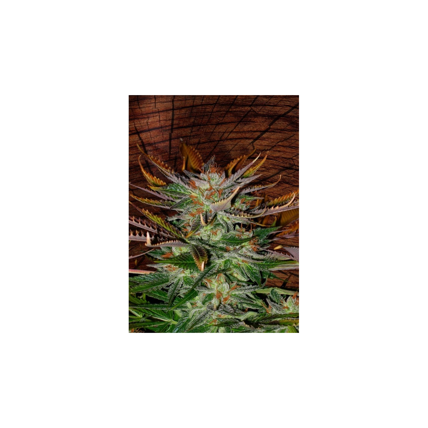 Mcearly Regular de Kannabia Seeds