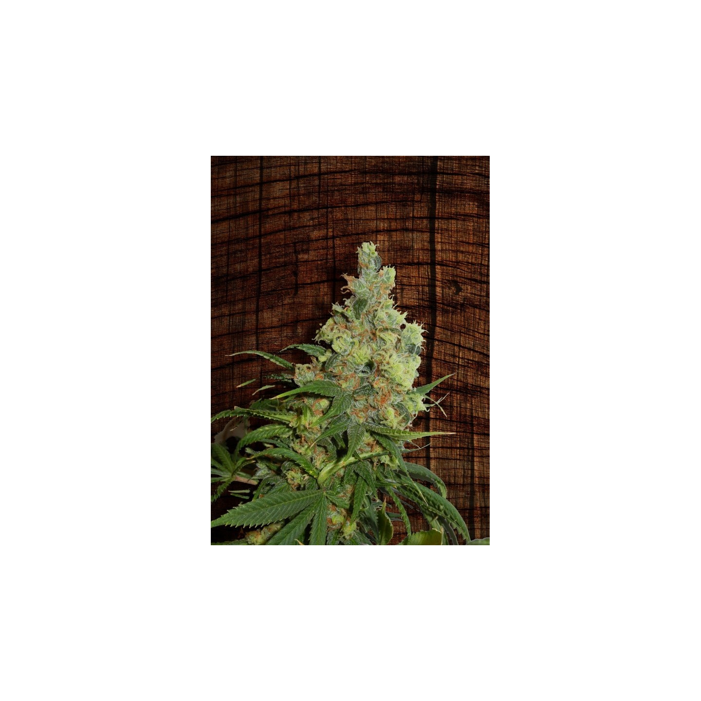Neil Haze Regular de Kannabia Seeds