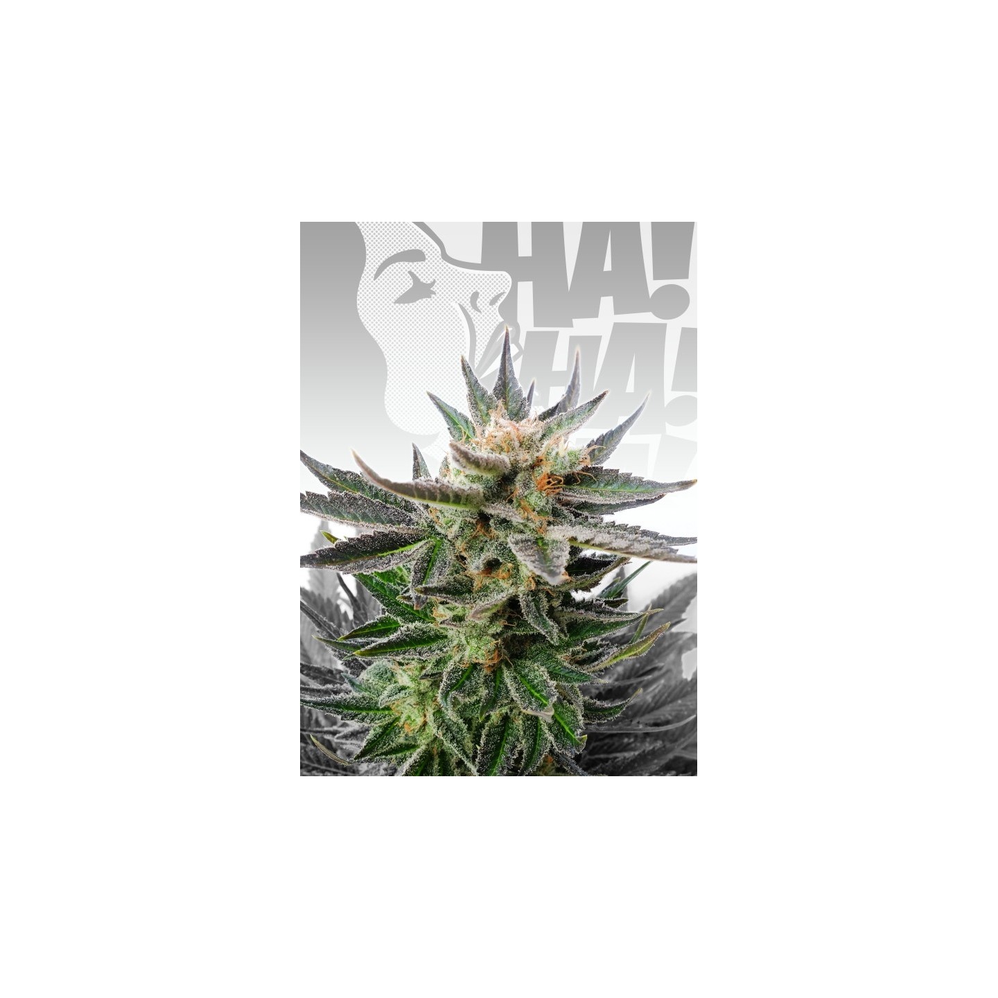 Sativa Dream de Kannabia Seeds