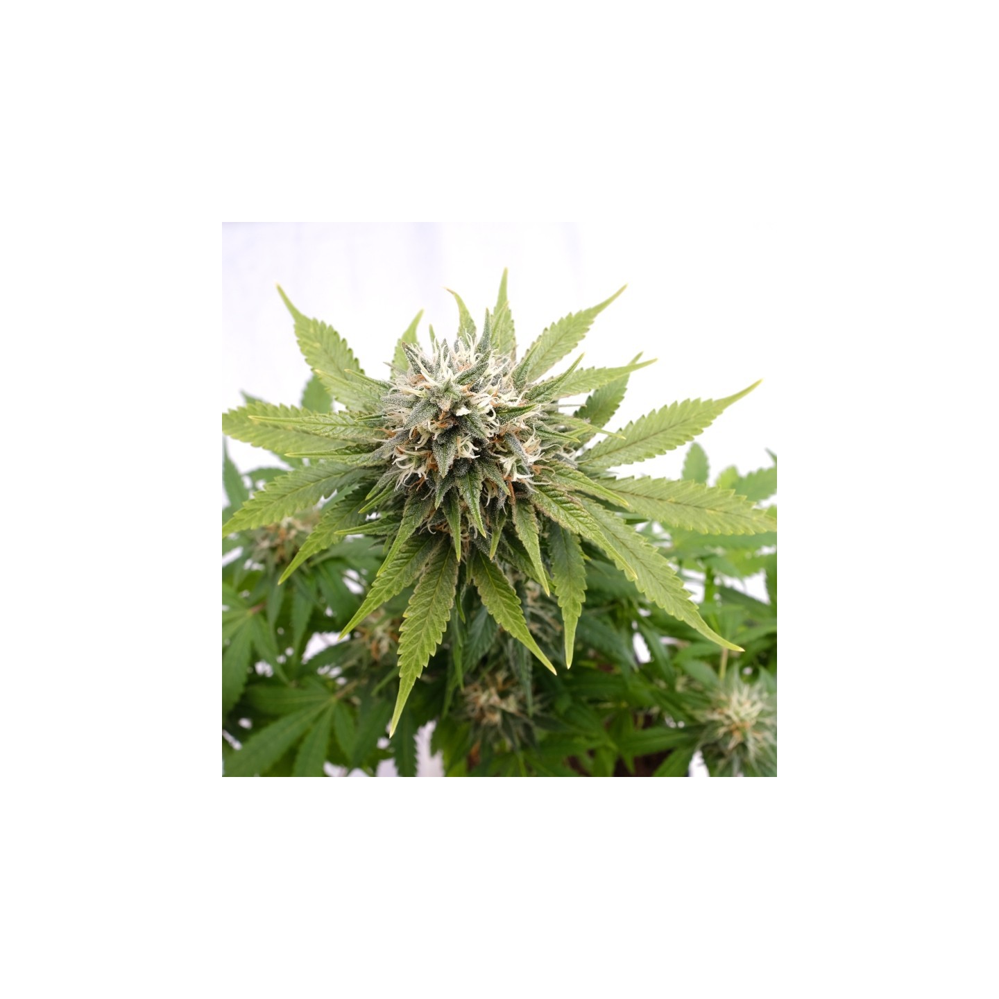Silver Widow de Kannabia Seeds