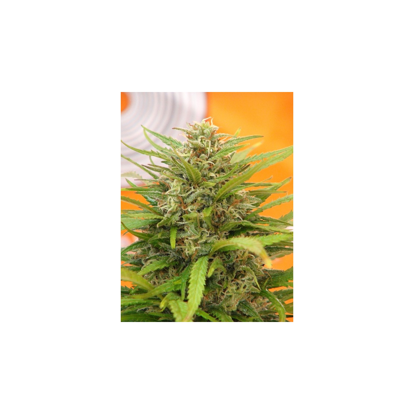 Super Ak de Kannabia Seeds