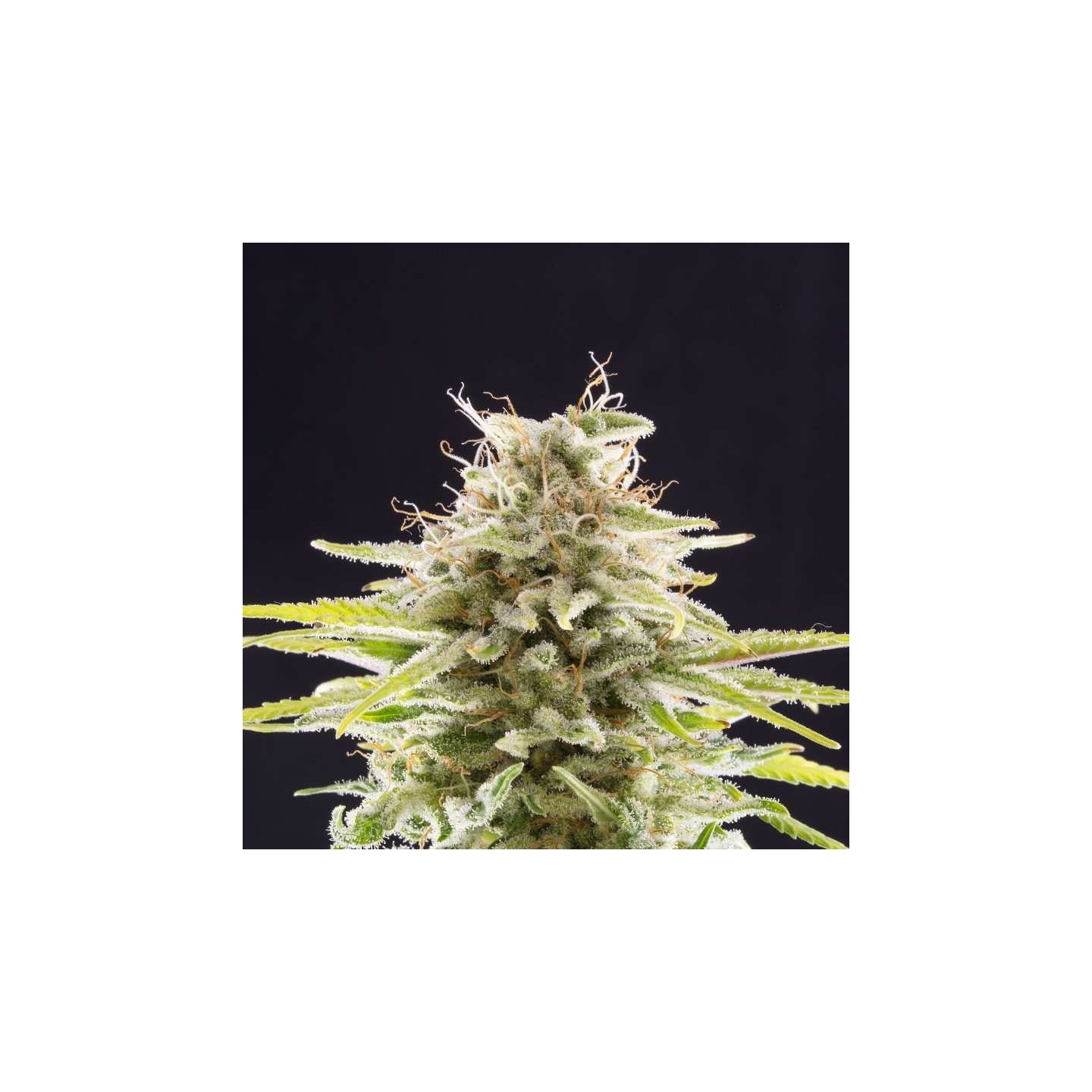 Super Og Kush de Kannabia Seeds