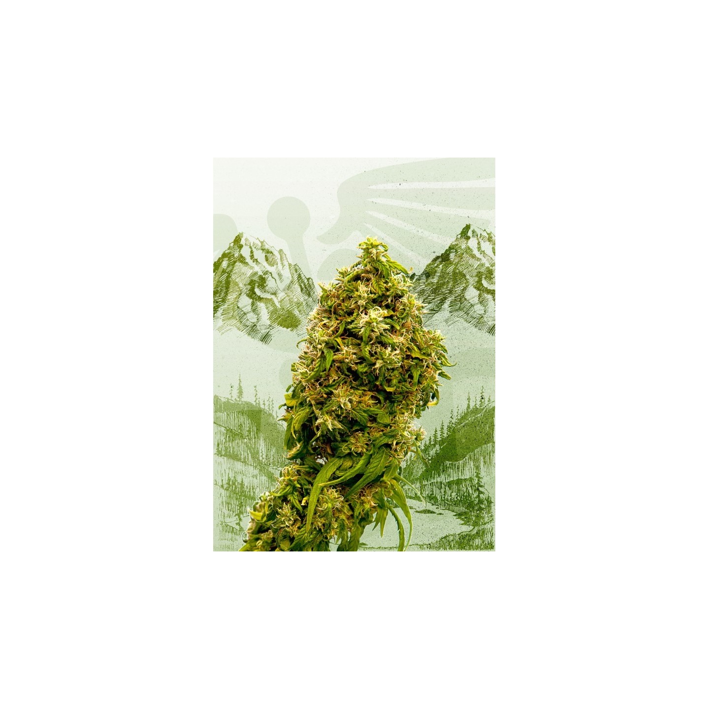 Swiss Dream Cbd de Kannabia Seeds