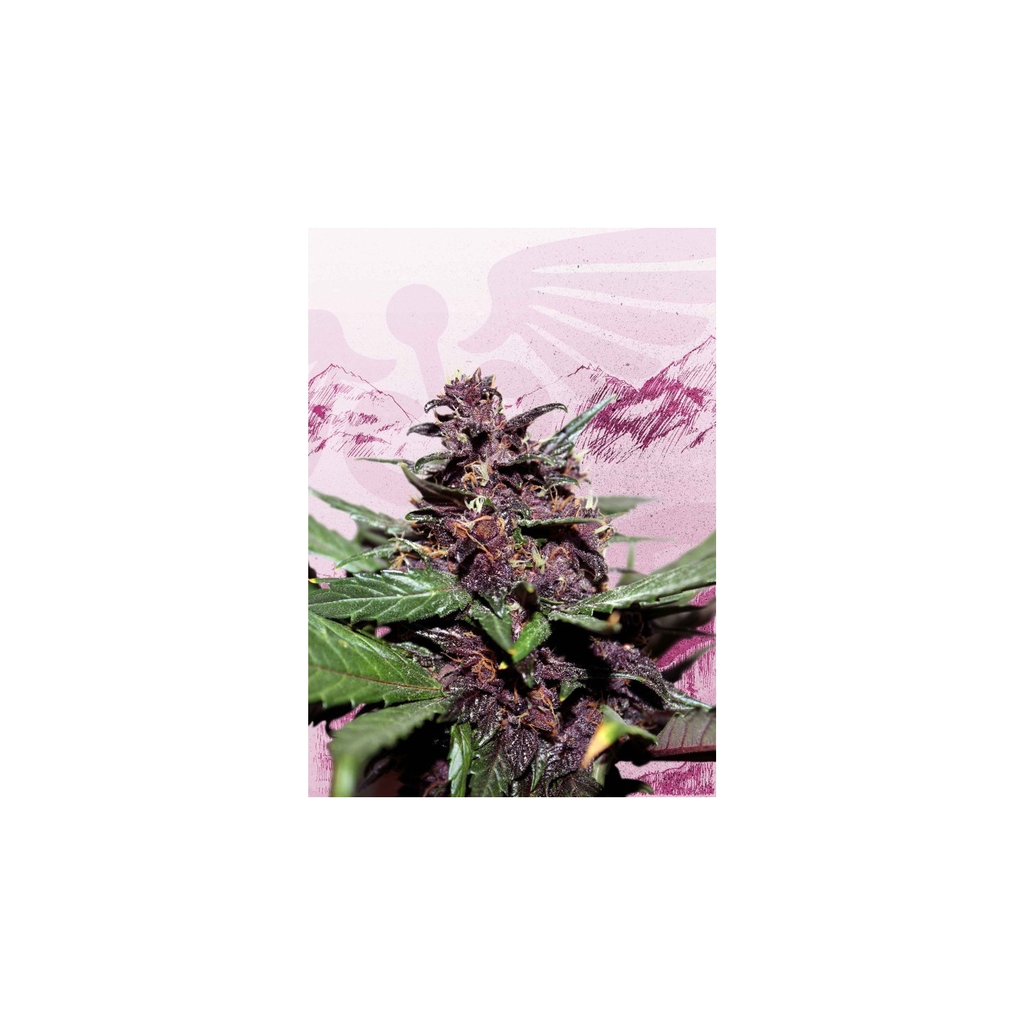 Swiss Dream Rosé Auto Cbd de Kannabia Seeds
