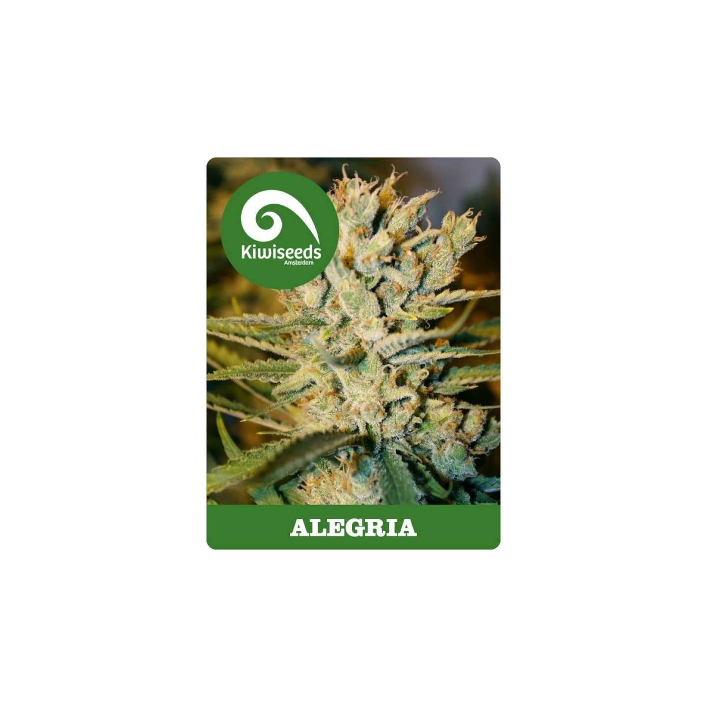 Alegria Regular de Kiwi Seeds