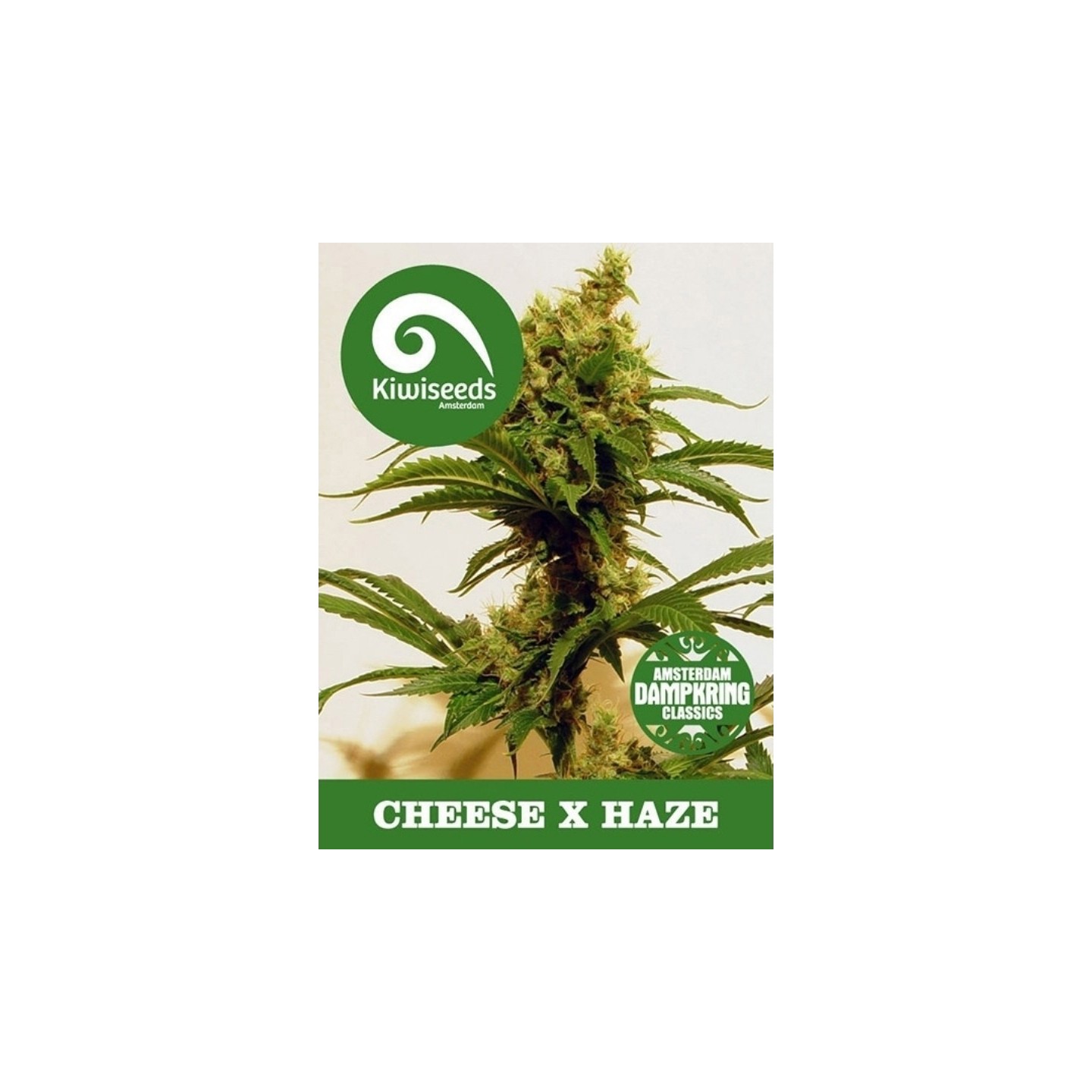 Cheese X Haze Regular de Kiwi Seeds