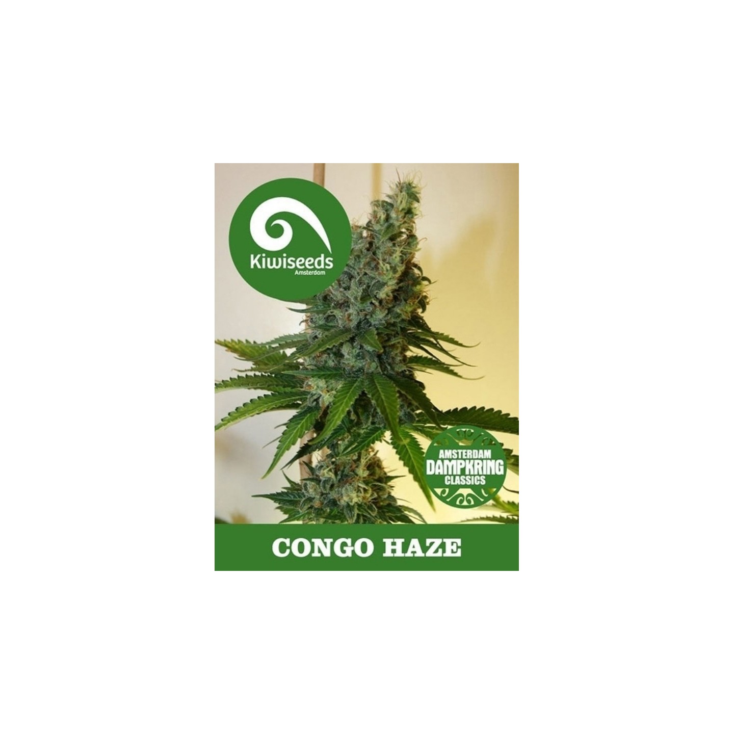 Congo Haze Regular de Kiwi Seeds