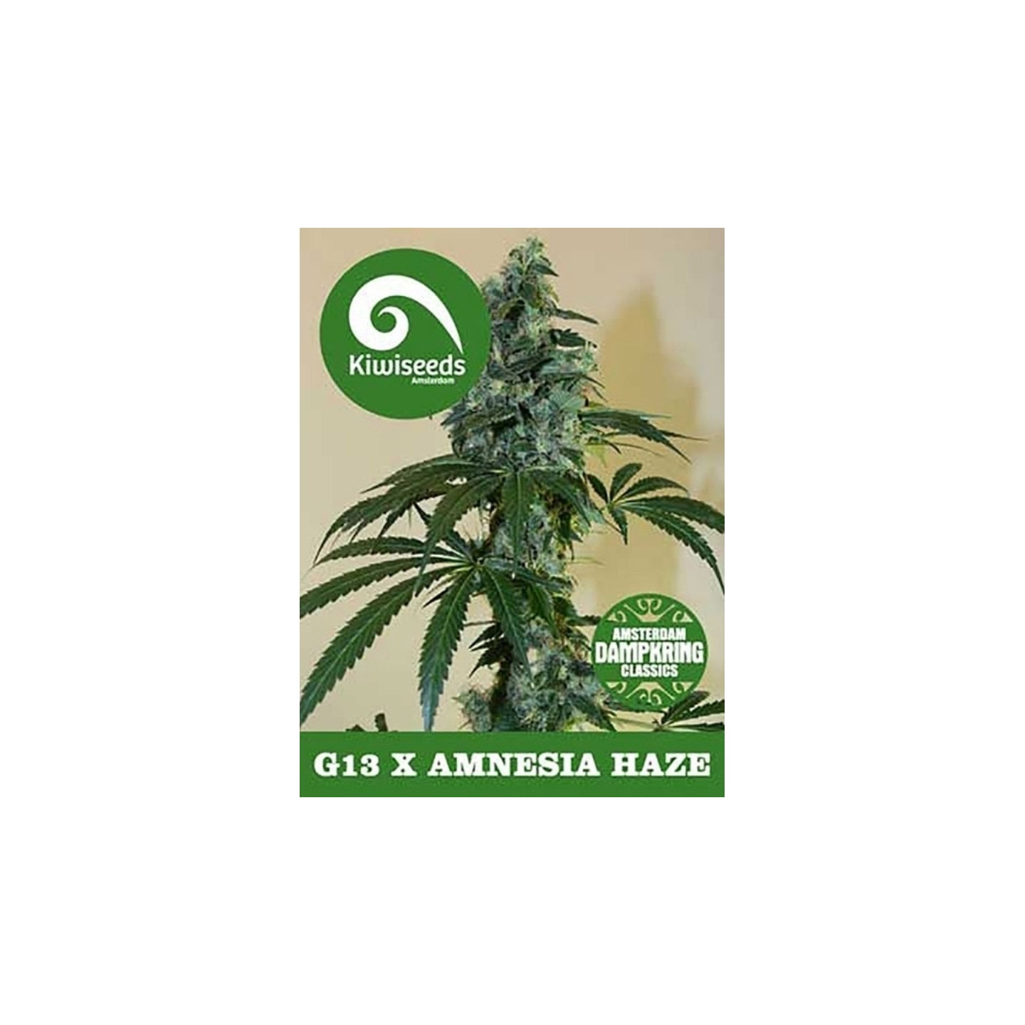 G13 X Amnesia Regular de Kiwi Seeds