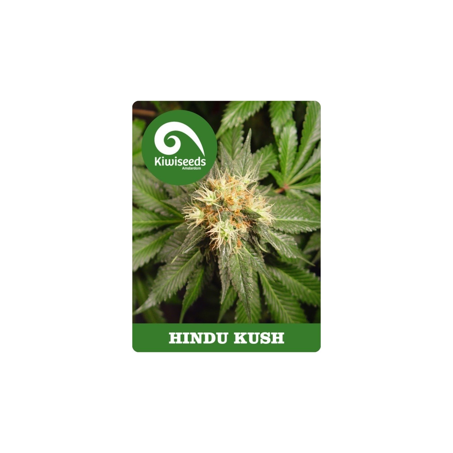Hindu Kush Regular de Kiwi Seeds