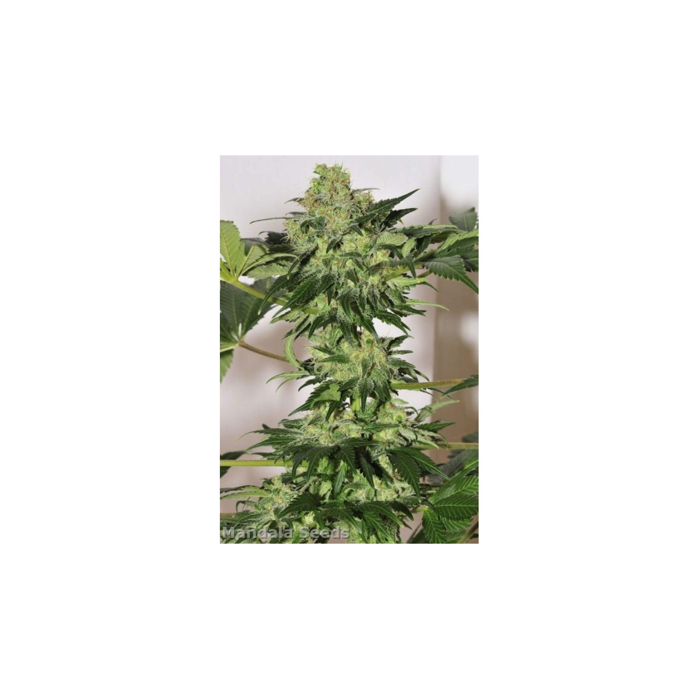 Beyond The Brain Regular de Mandala Seeds
