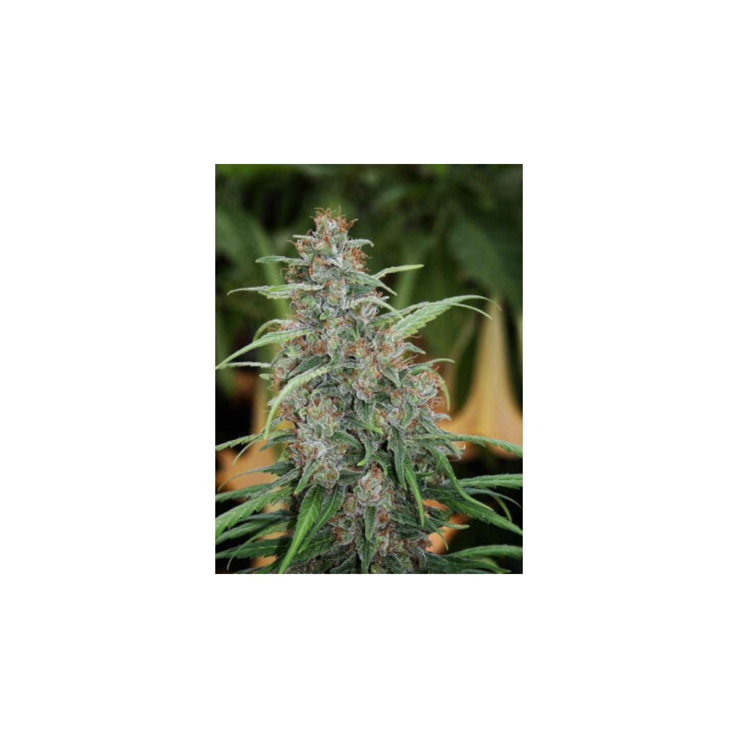 Fast N' Glorious Regular de Mandala Seeds