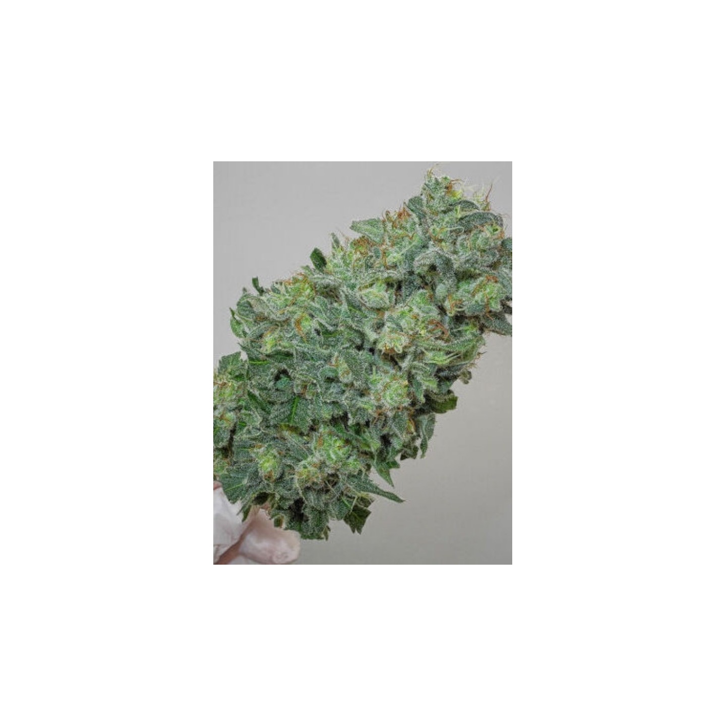 Flashberry Regular de Mandala Seeds