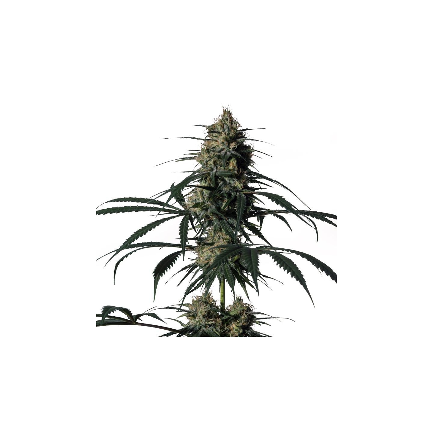 Green Doctor de Medical Marijuana Genetics