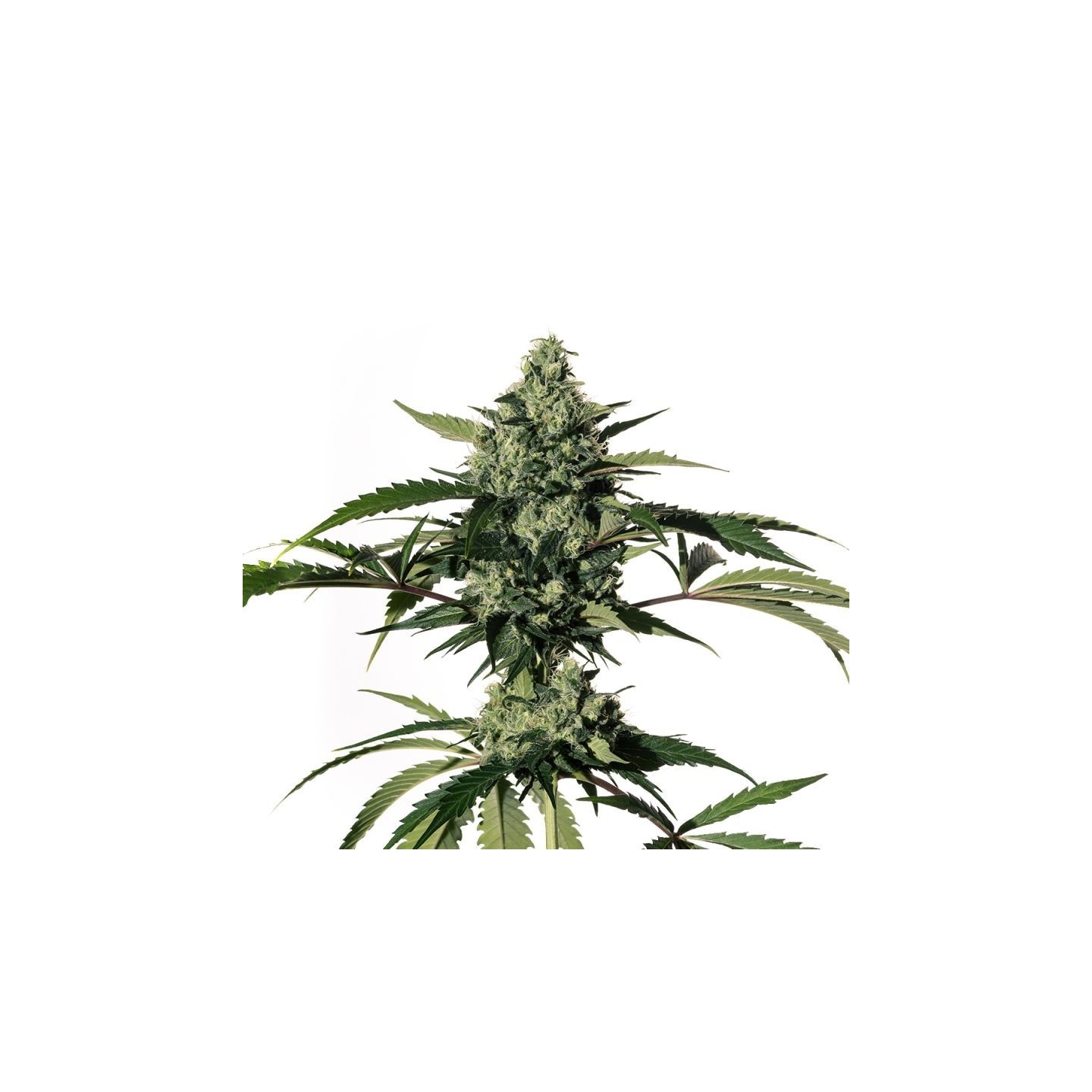 Hiydrow de Medical Marijuana Genetics