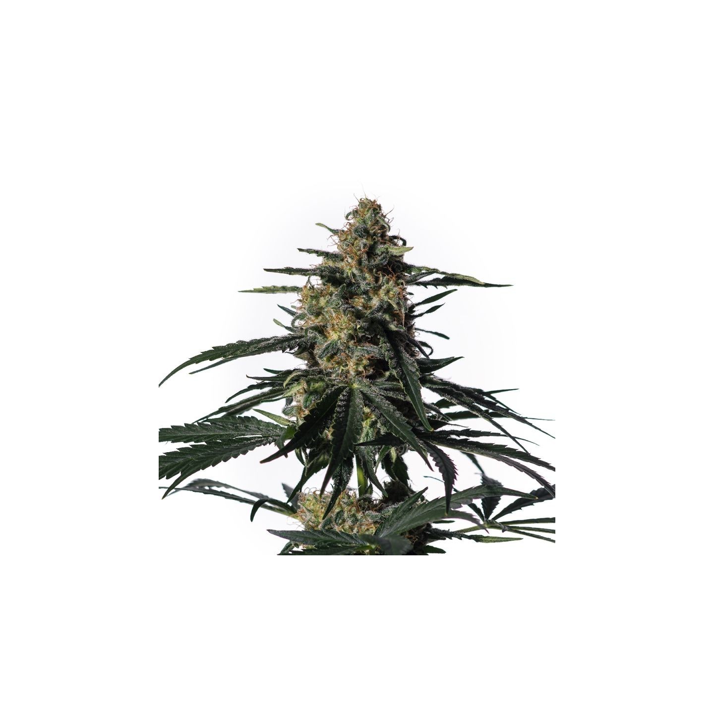 Nightingale de Medical Marijuana Genetics