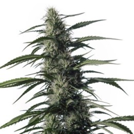 Txaki de Medical Marijuana Genetics