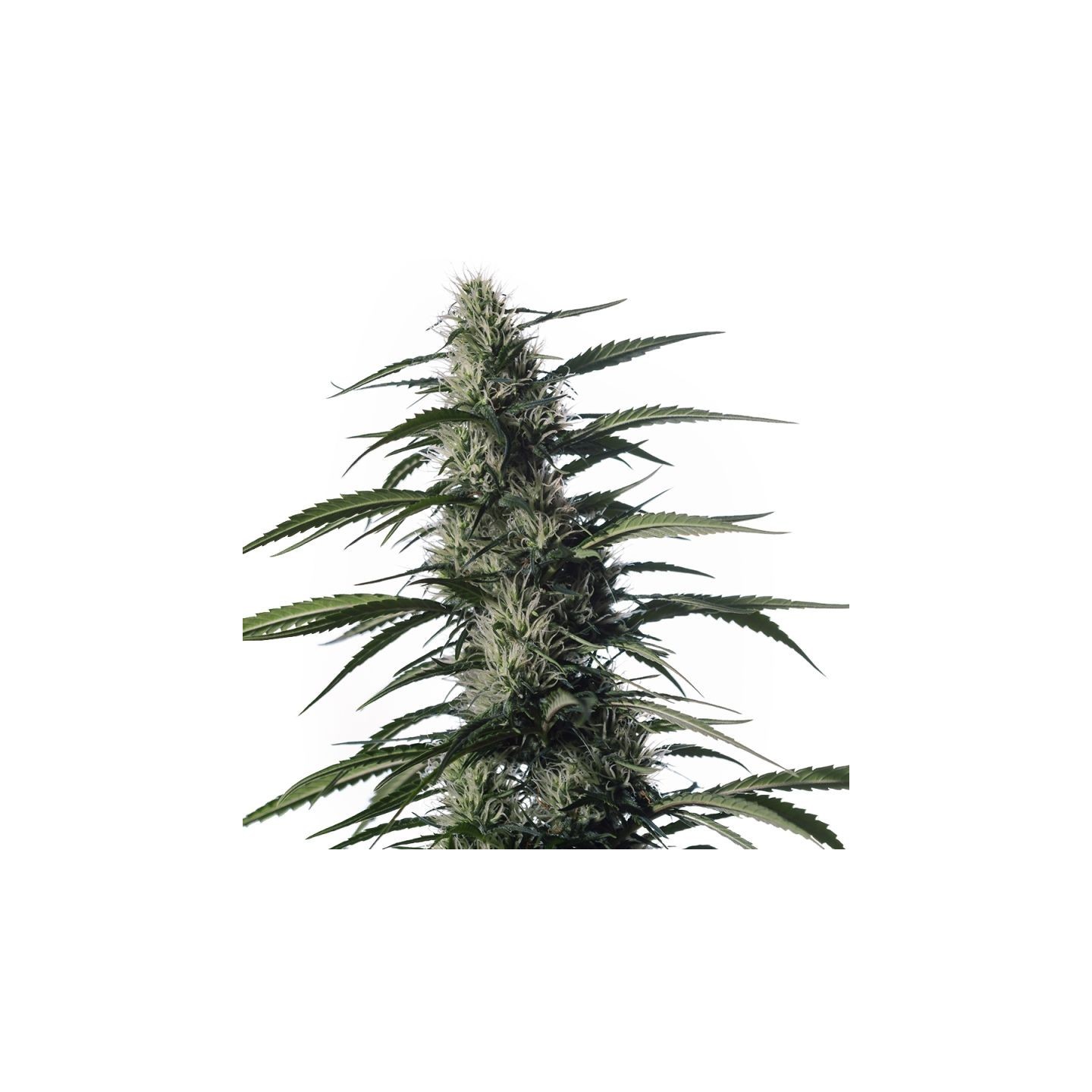Txaki de Medical Marijuana Genetics