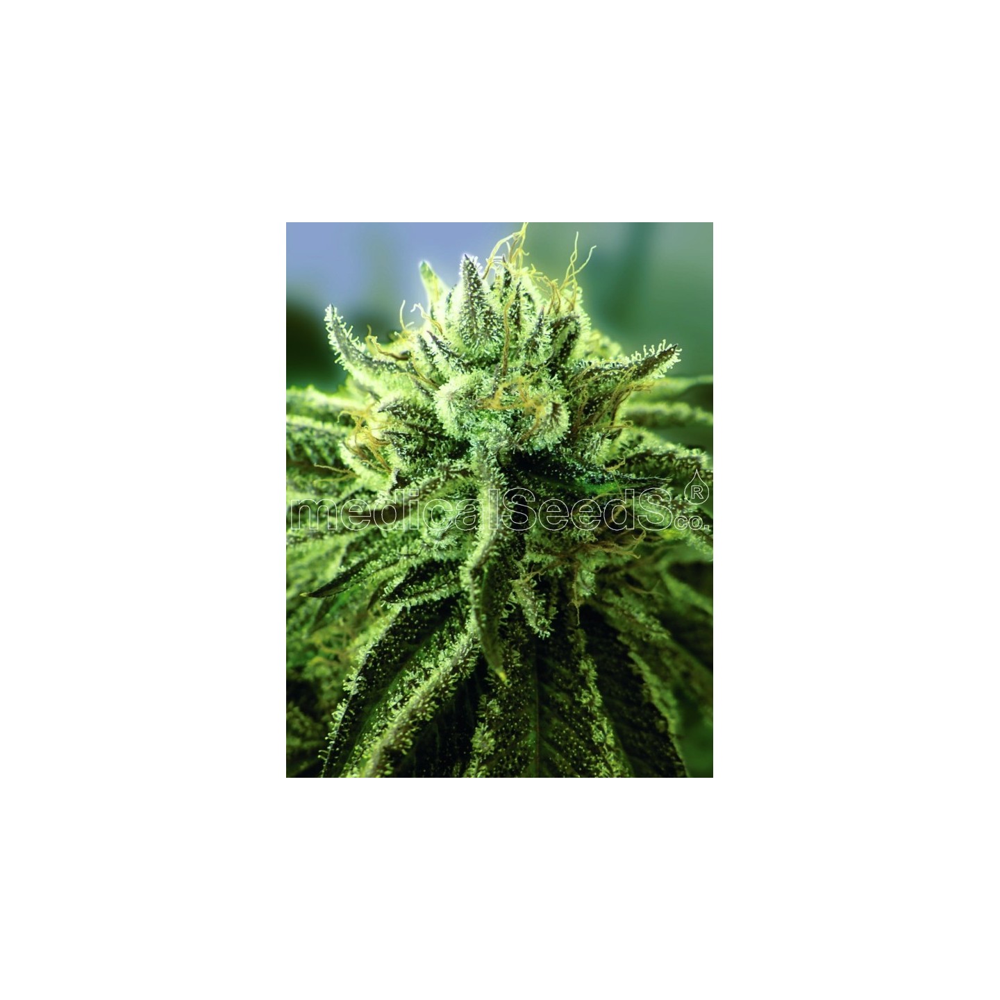 Canadian Kush 2.0 de Medical Seeds