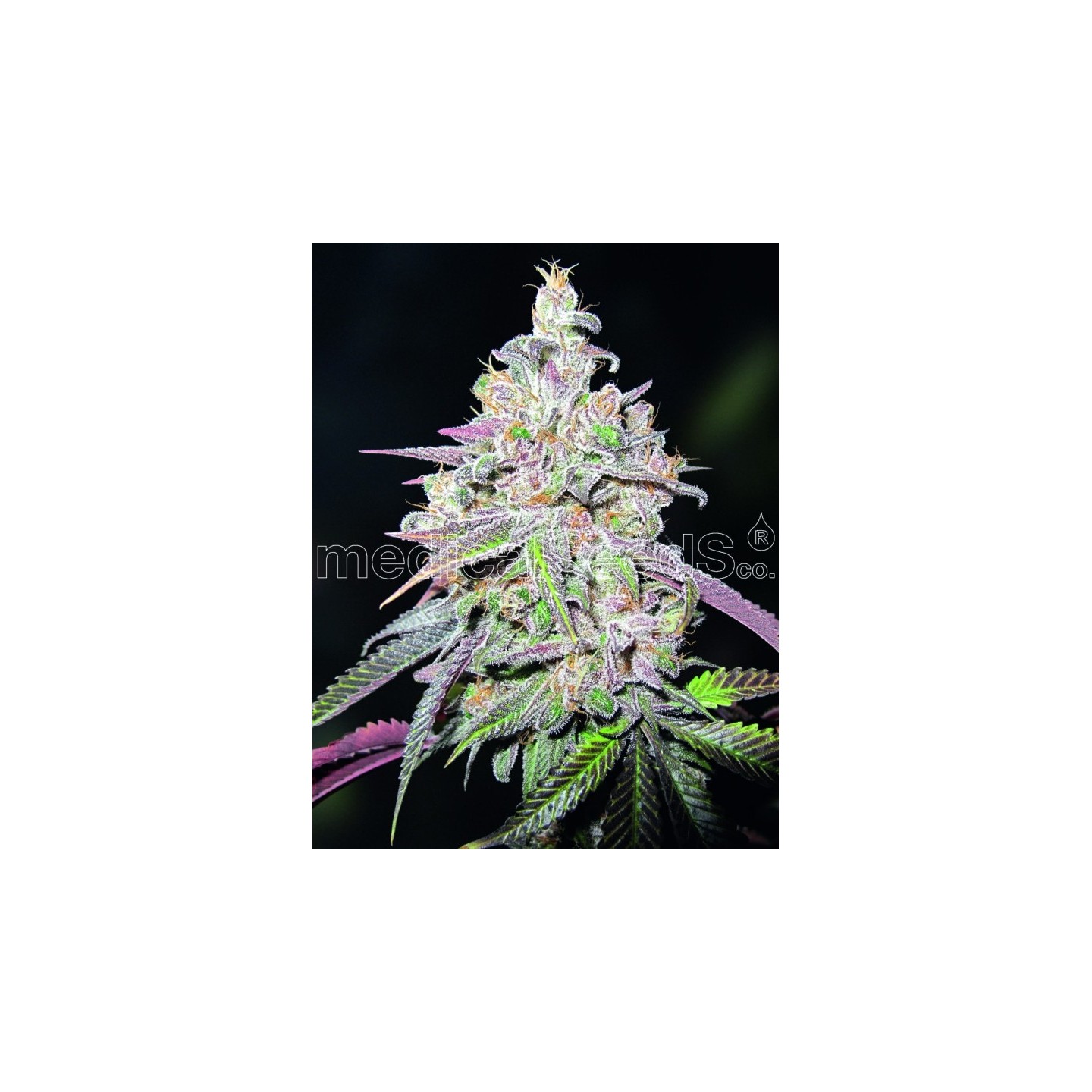Mendocino Chanel Kush de Medical Seeds