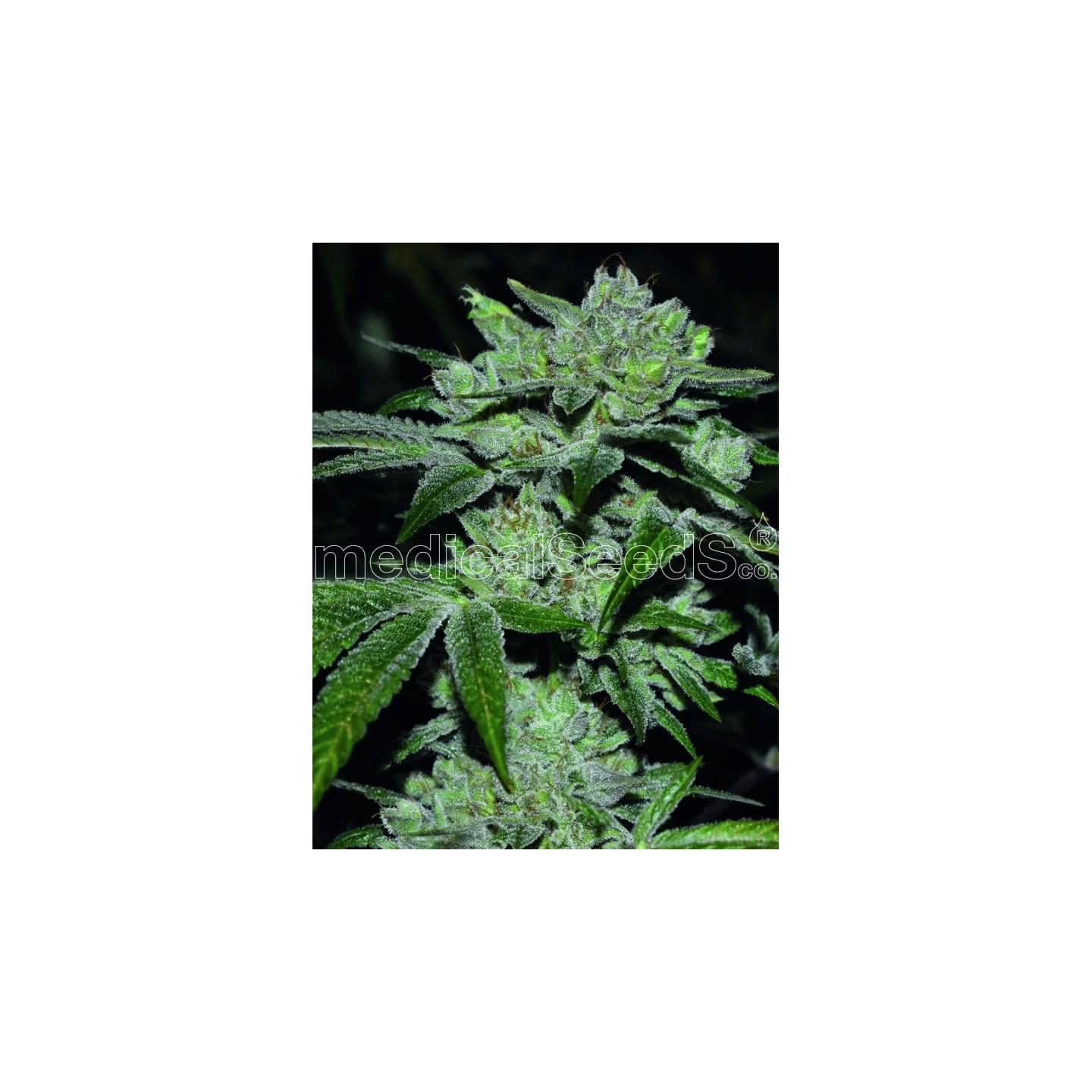 Sour Glue de Medical Seeds