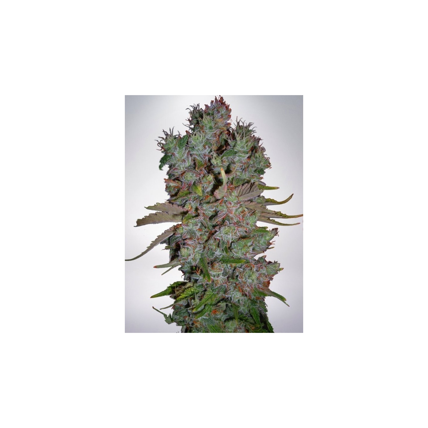 Auto Blueberry Domina de Ministry Seeds