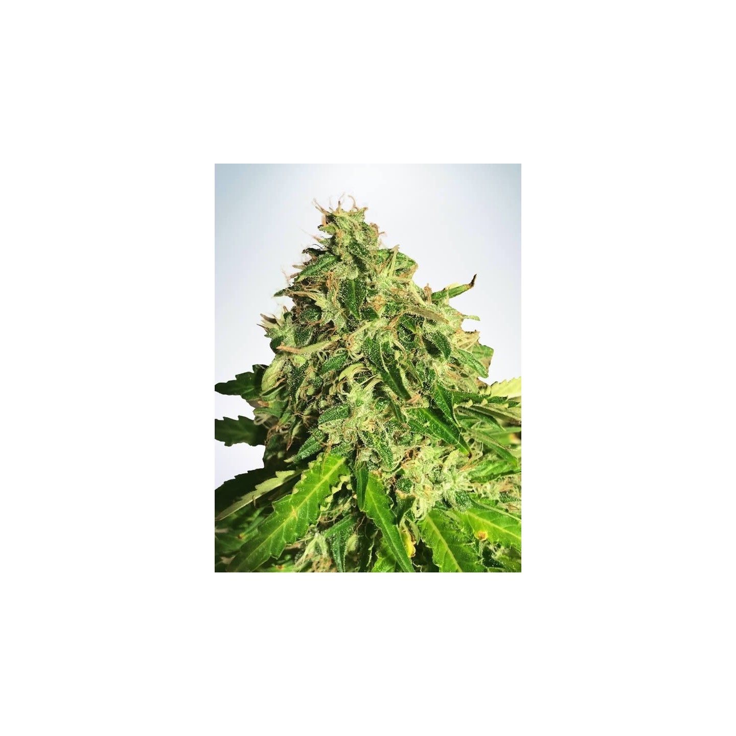 Auto Cannabis Light de Ministry Seeds