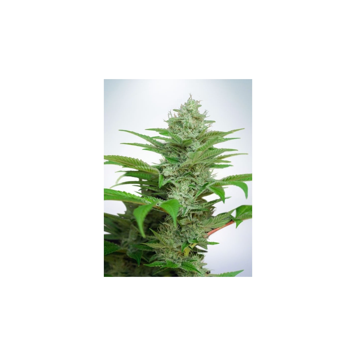 Auto Cbd Star de Ministry Seeds