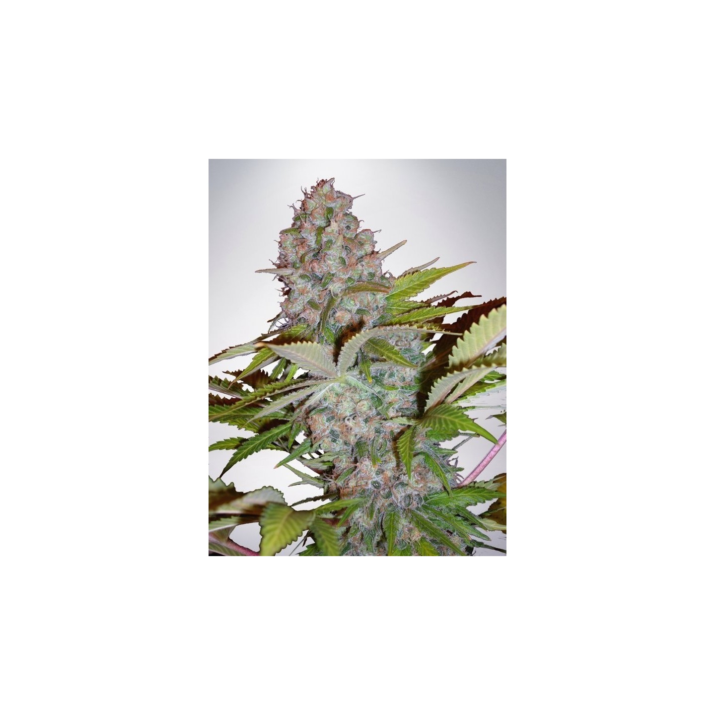 Auto Cheese NL de Ministry Seeds