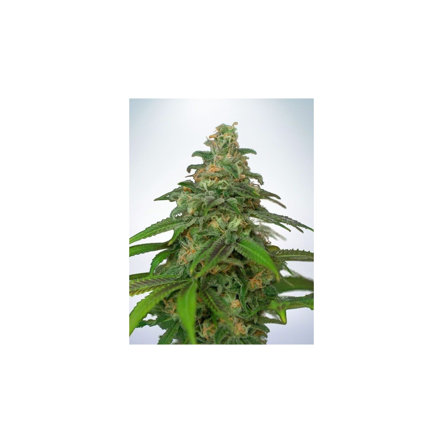 Auto Mandarin Haze de Ministry Seeds