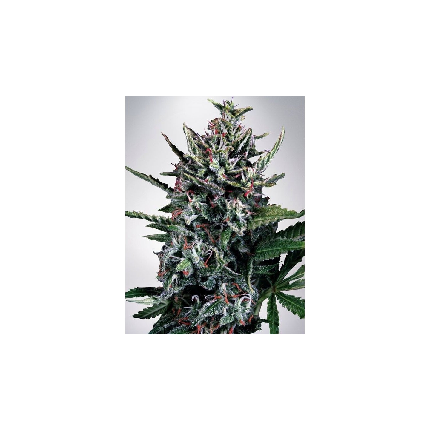 Auto Silver Bullet de Ministry Seeds