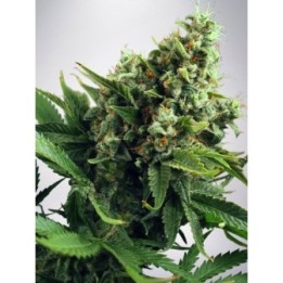 Auto White Widow de Ministry Seeds