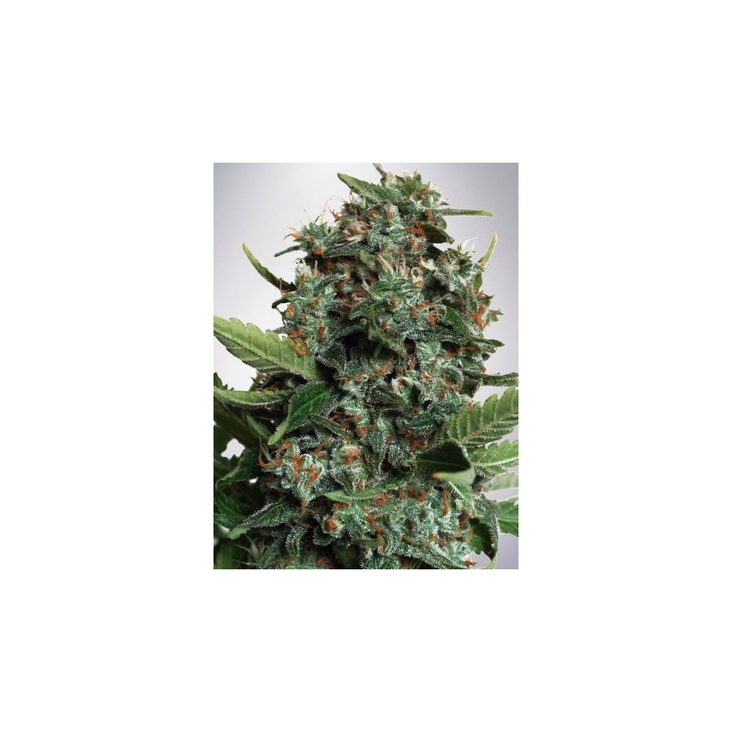 Autopilot Xxl de Ministry Seeds