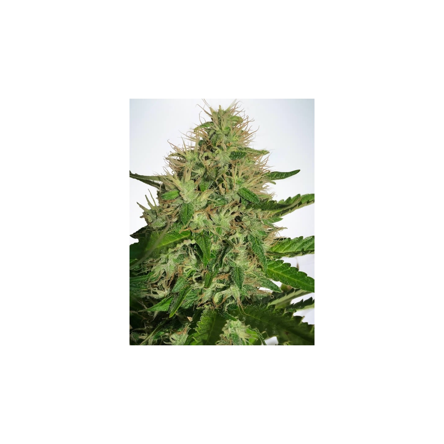 Cannabis Light de Ministry Seeds