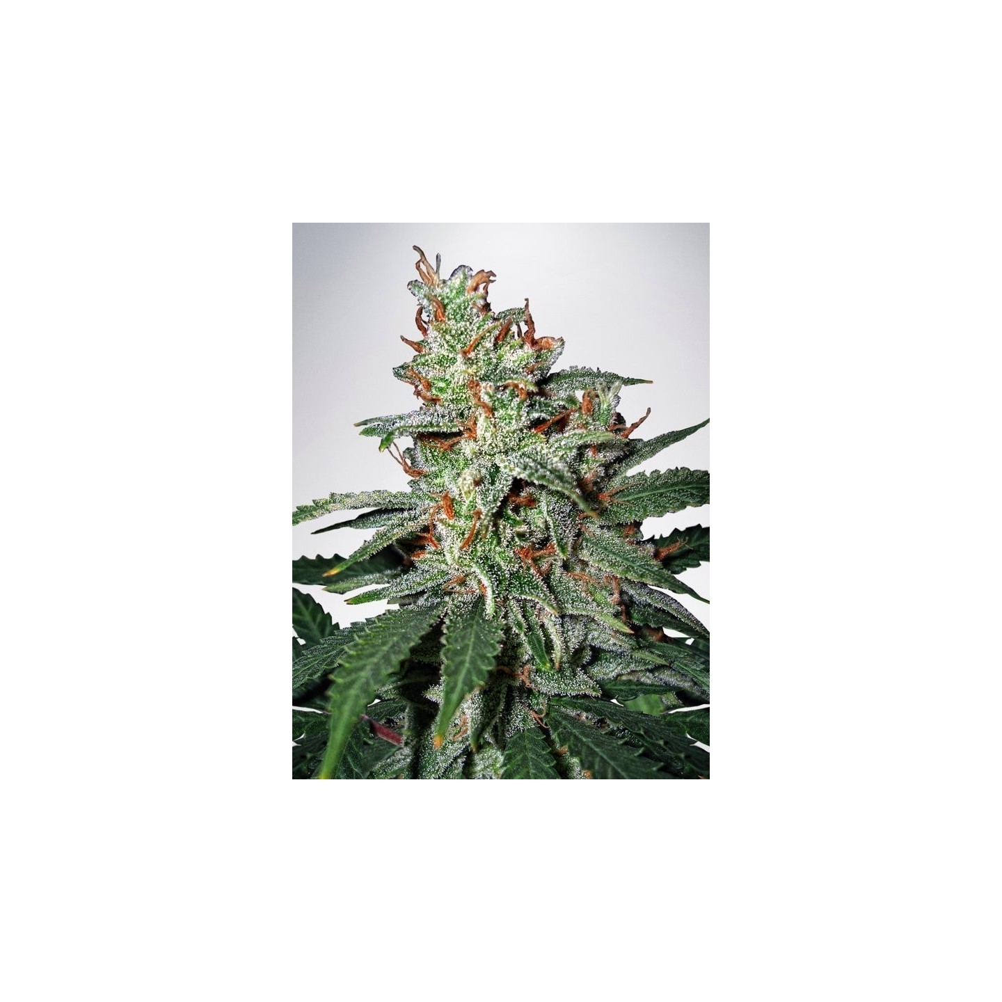 Carnival de Ministry Seeds