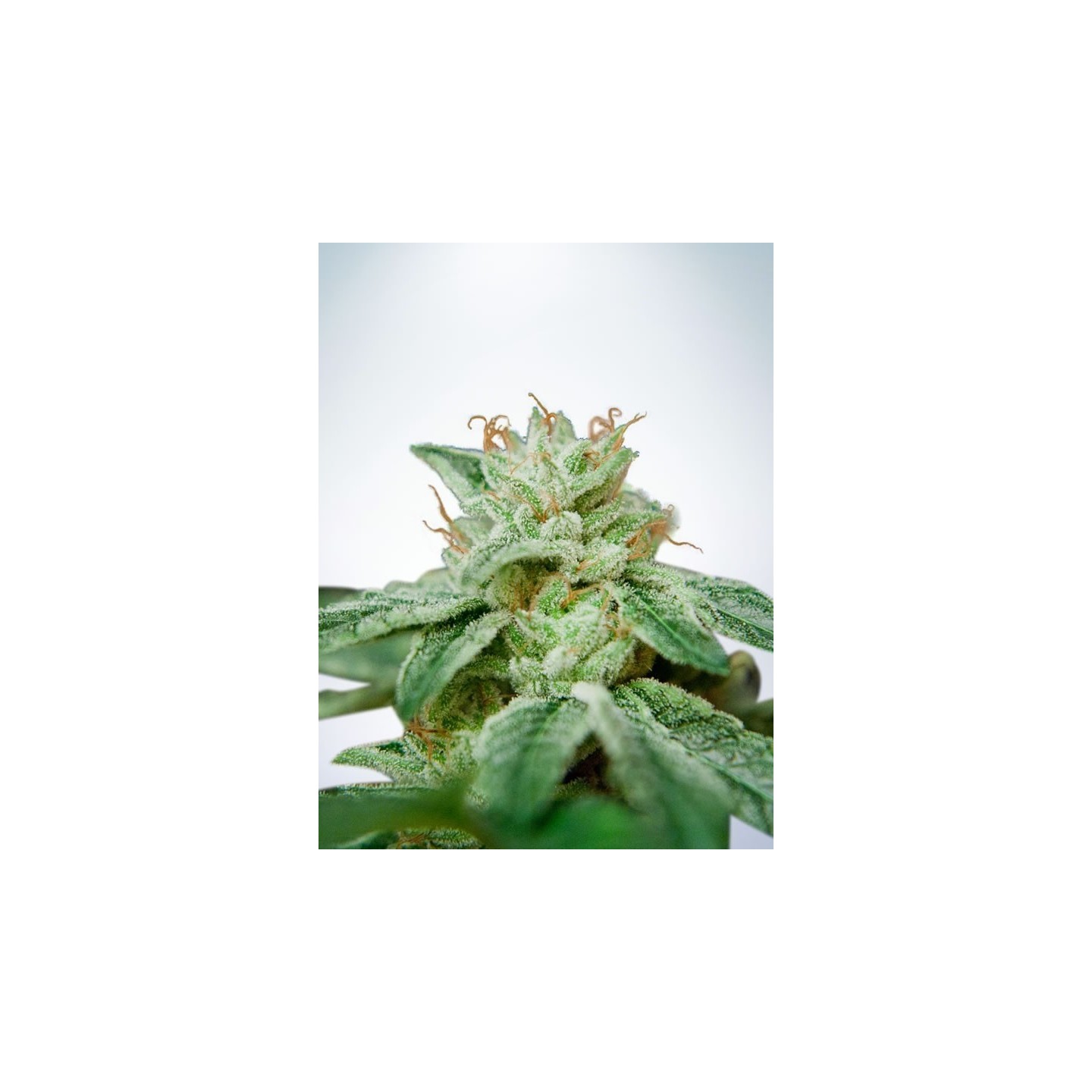 Cbd Star de Ministry Seeds