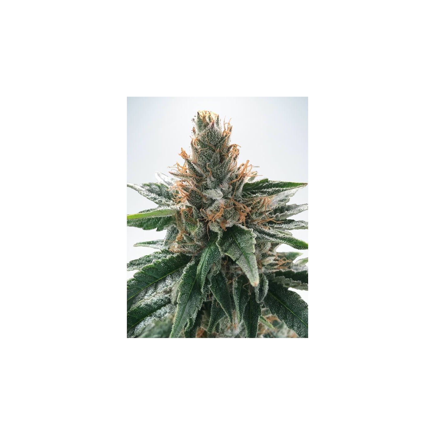 God's Glue de Ministry Seeds