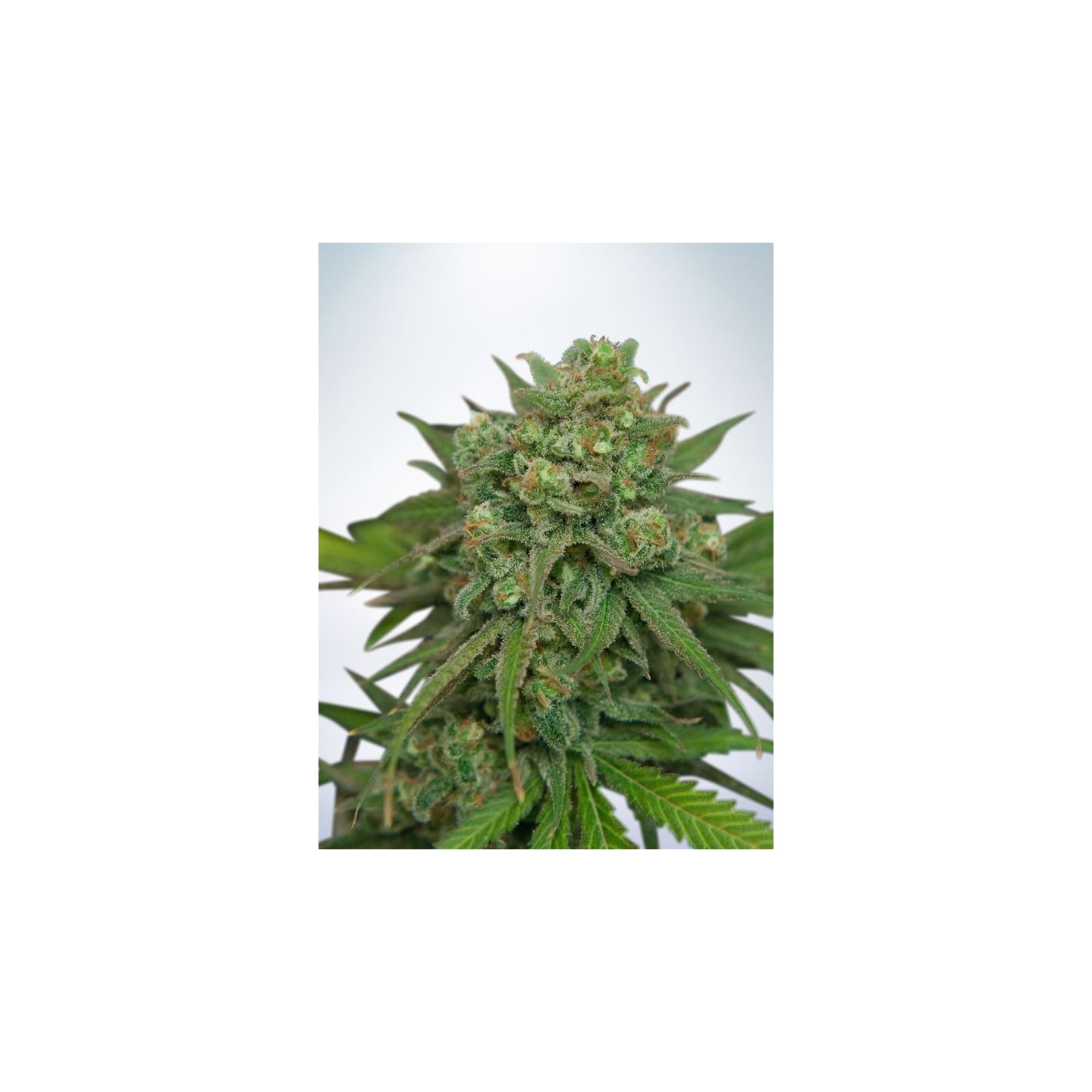 Instakush de Ministry Seeds