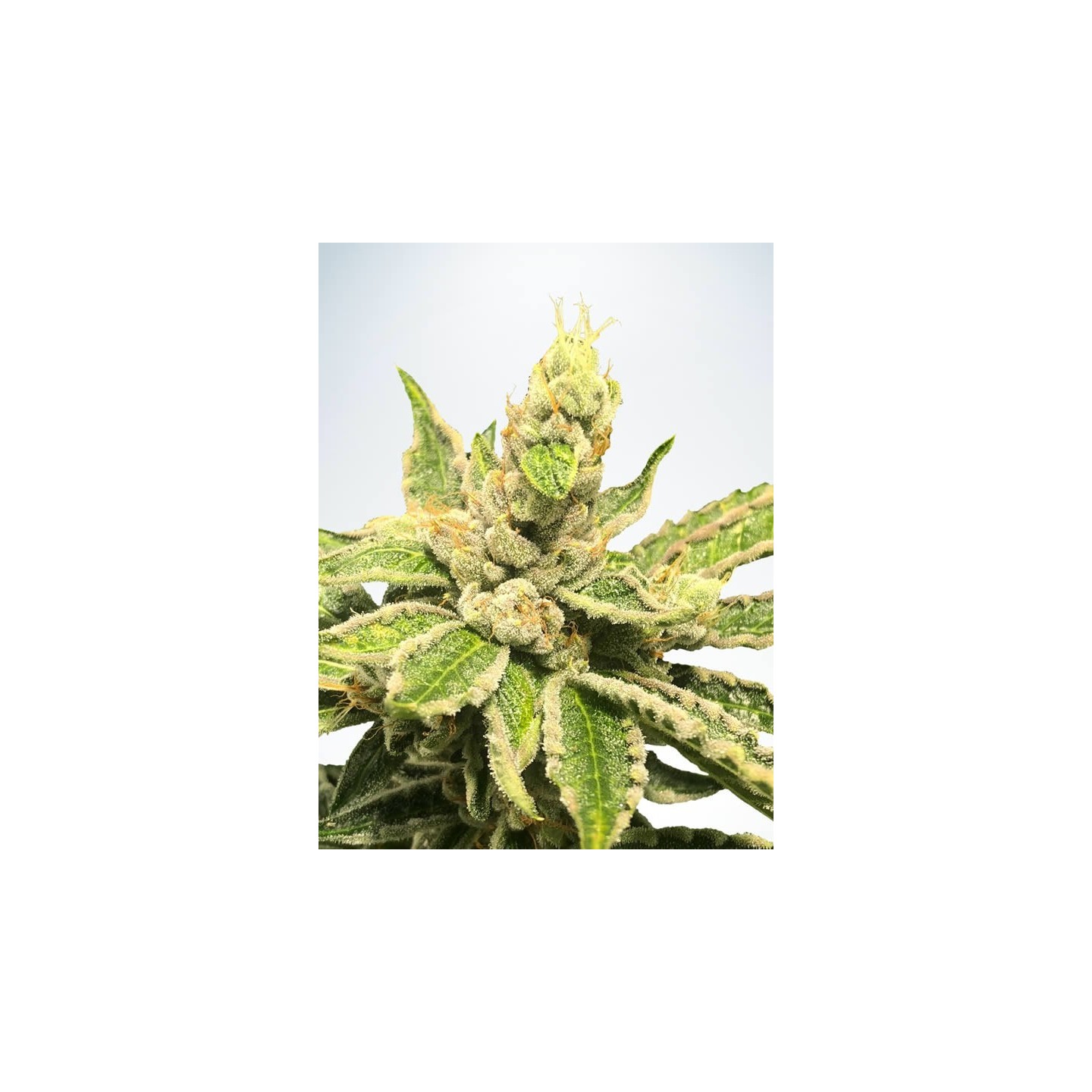 Mamacita's Cookies de Ministry Seeds