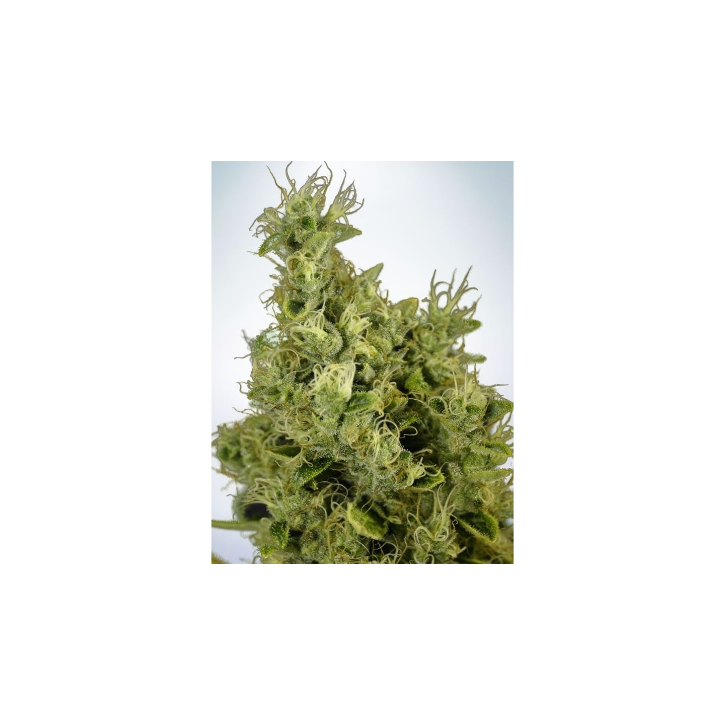 Mandarin Haze de Ministry Seeds