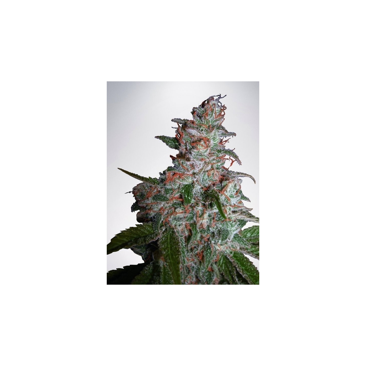 Northern Lights Moc de Ministry Seeds
