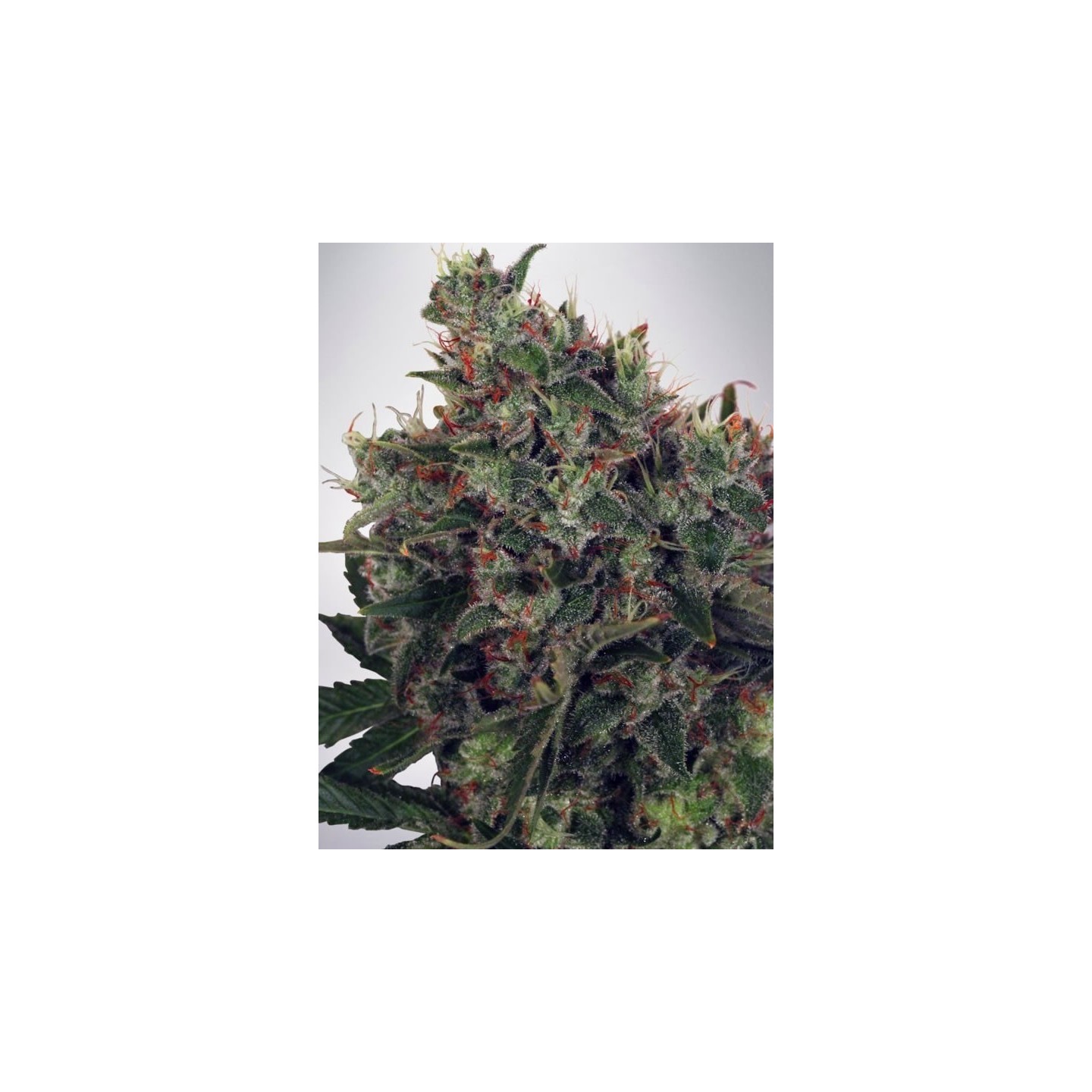 Ultra White Amnesia de Ministry Seeds
